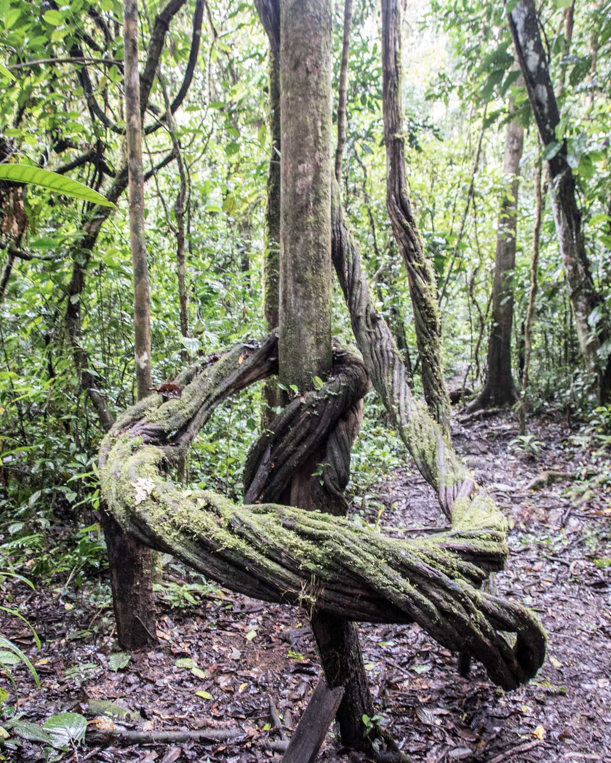 Ayahuasca Vine, Labyrinth Hiking Trail, Nangaritza, Ecuador | ©Angela Drake