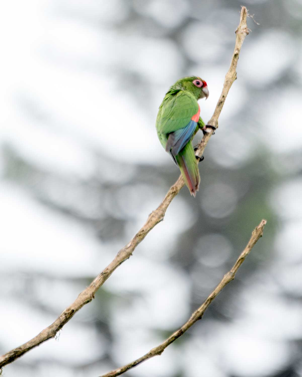 El Oro Parakeet, Buenaventura Hacienda, Ecuador | ©Angela Drake
