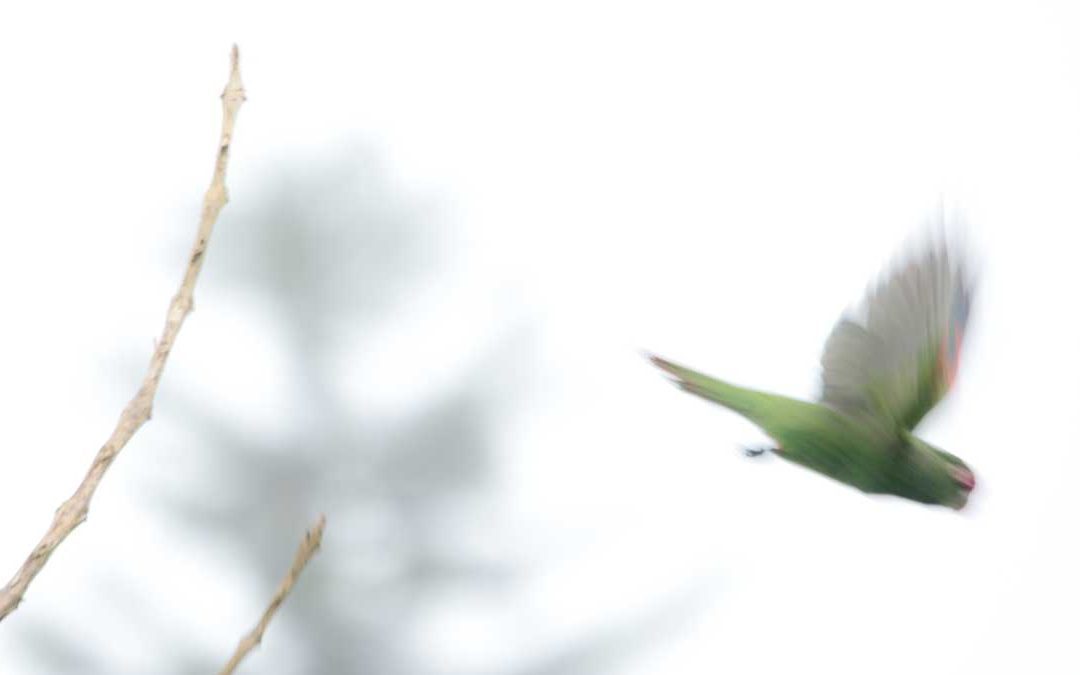 The Adorable El Oro Parakeet of Western Ecuador