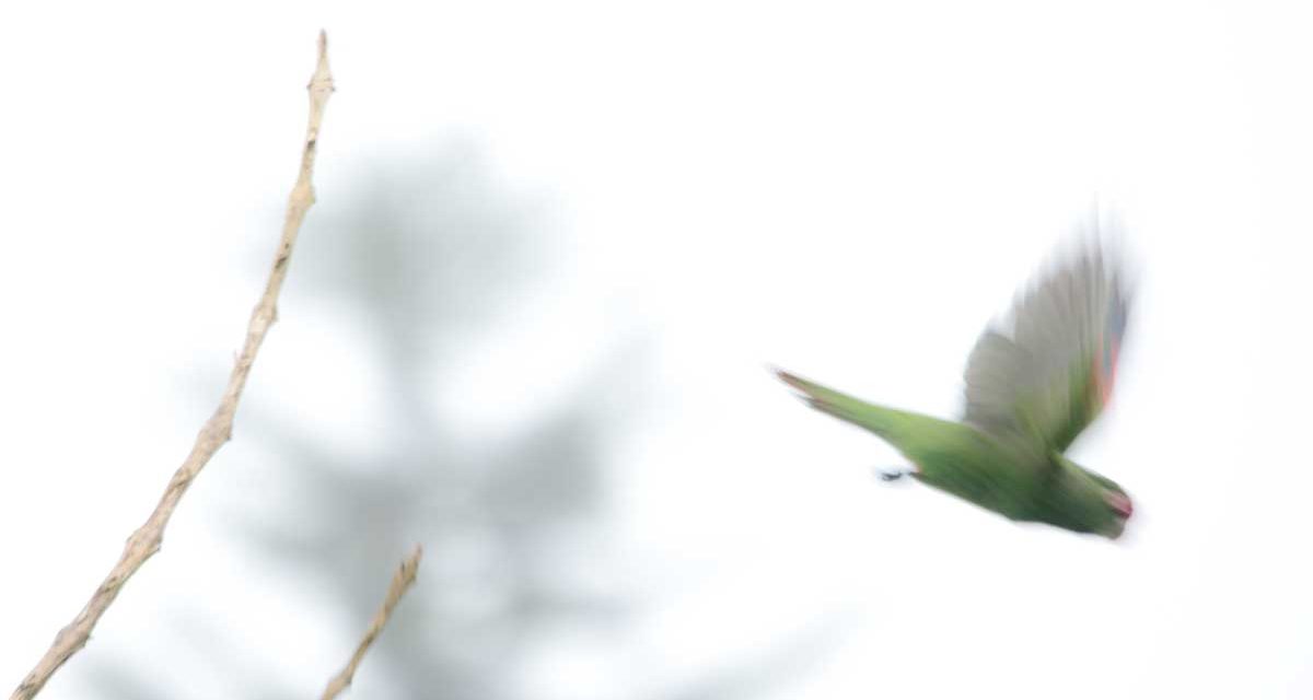 The Adorable El Oro Parakeet of Western Ecuador