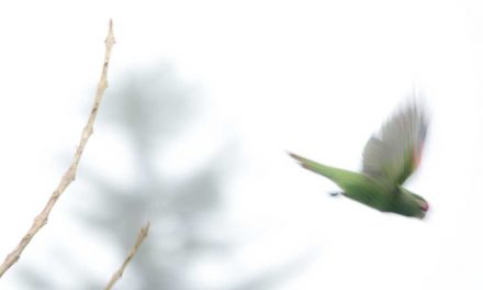 The Adorable El Oro Parakeet of Western Ecuador