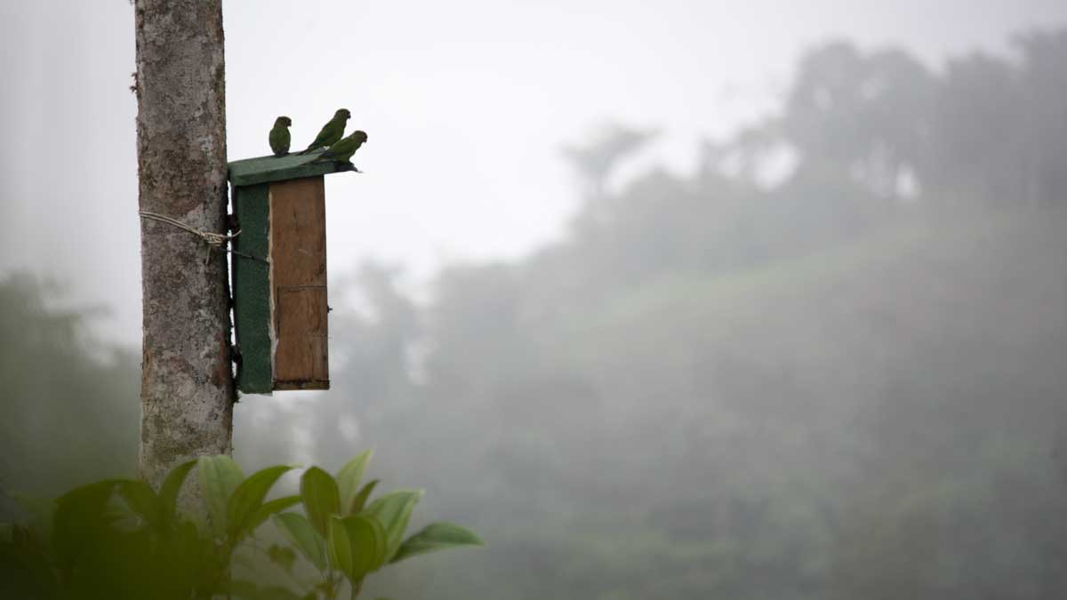 El Oro Parakeets on the box, Buenaventura Hacienda, Ecuador | ©Angela Drake
