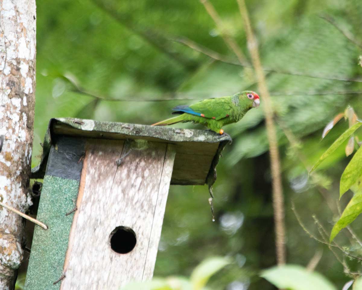 El Oro Parakeet on the nesting box, Buenaventura Research Station, Ecuador | ©Angela Drake