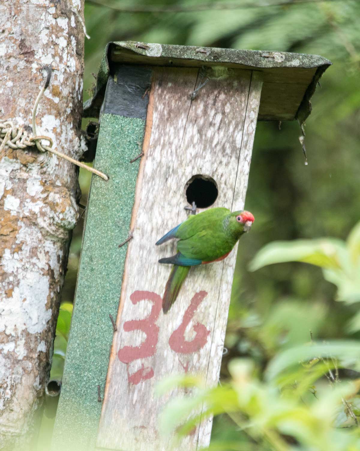 El Oro Parakeet on the nesting box, Buenaventura Research Station, Ecuador | ©Angela Drake