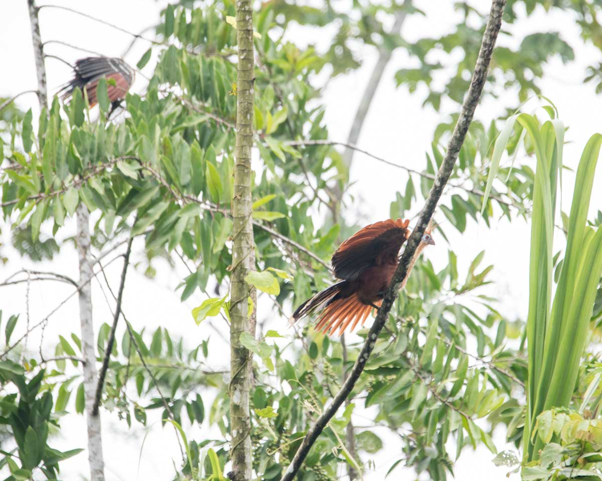 Hoatzin, Nangaritza River, Ecuador | ©Angela Drake