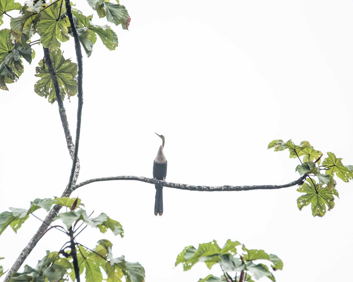 Cocoi Heron, Nangaritza River, Ecuador | ©Angela Drake