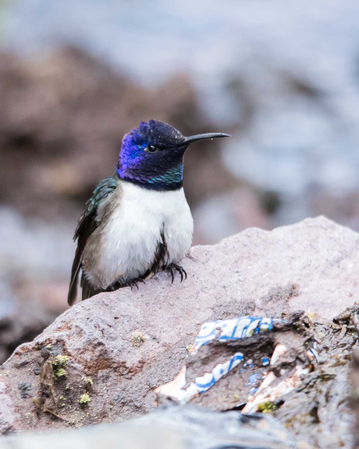 The Ecuadorian Hillstar, Chimborazo variation; Chimborazo Wildlife Reserve, Ecuador | ©Angela Drake