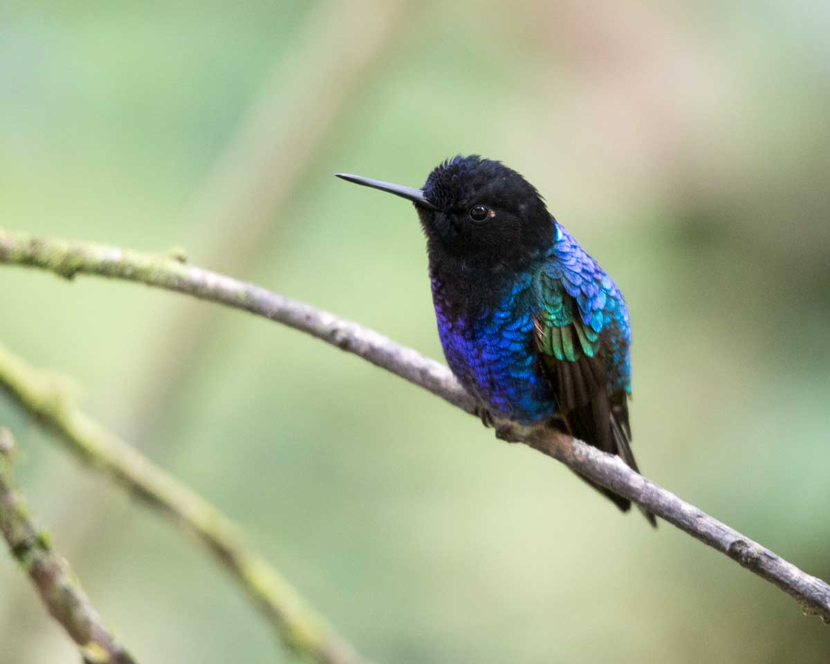 Velvet-purple Coronet Hummingbird, Angel Paz, Ecuador | ©Angela Drake