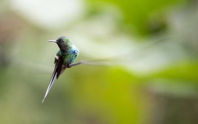 Can You Ace This Hummingbird Quiz?