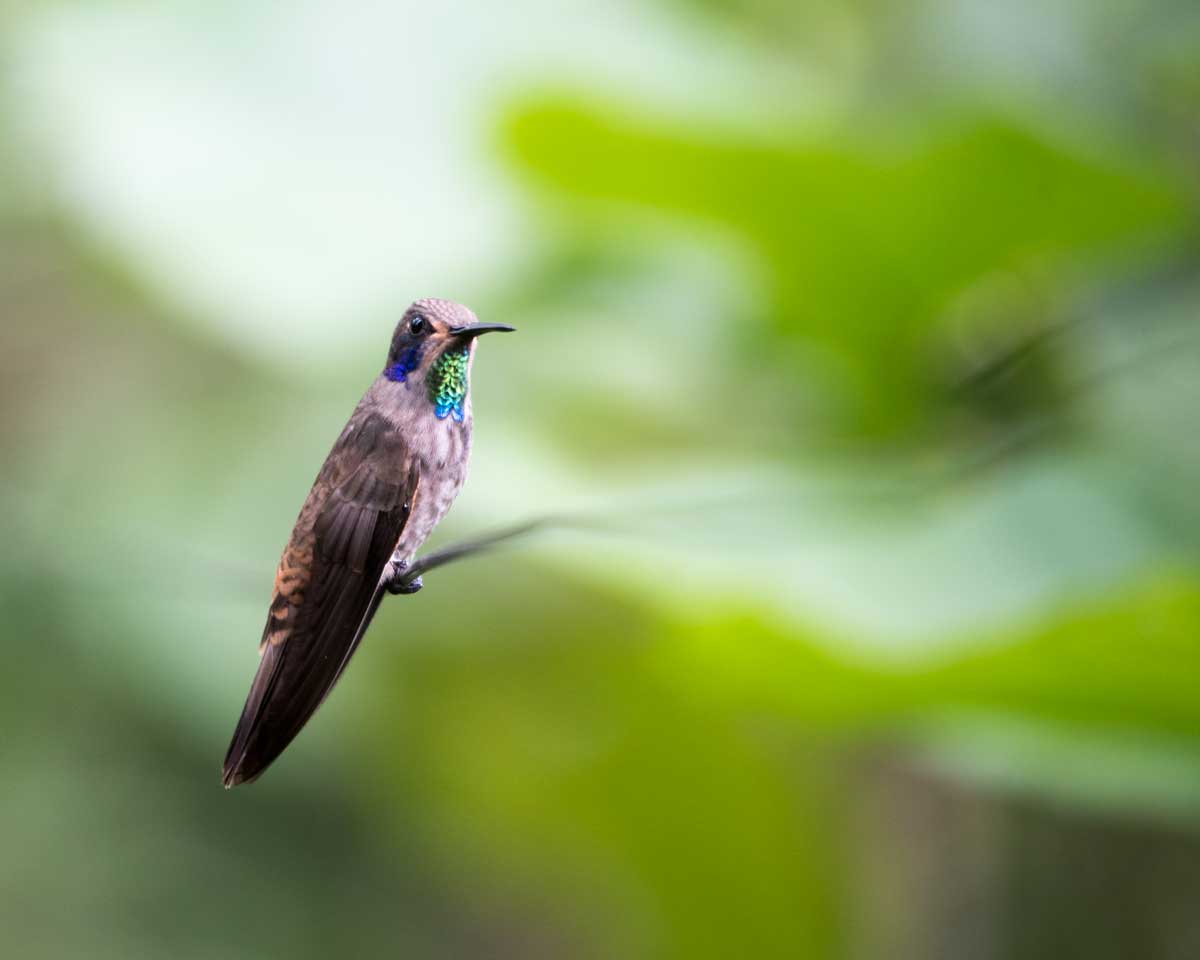Brown Violetear, Buenaventura Reserve, Piñas, Ecuador | ©Angela Drake
