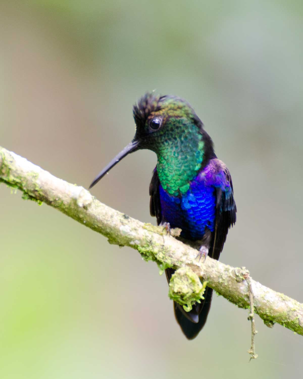 Fork-tailed Woodnymph, Wildsumaco Lodge, Ecuador | ©Angela Drake