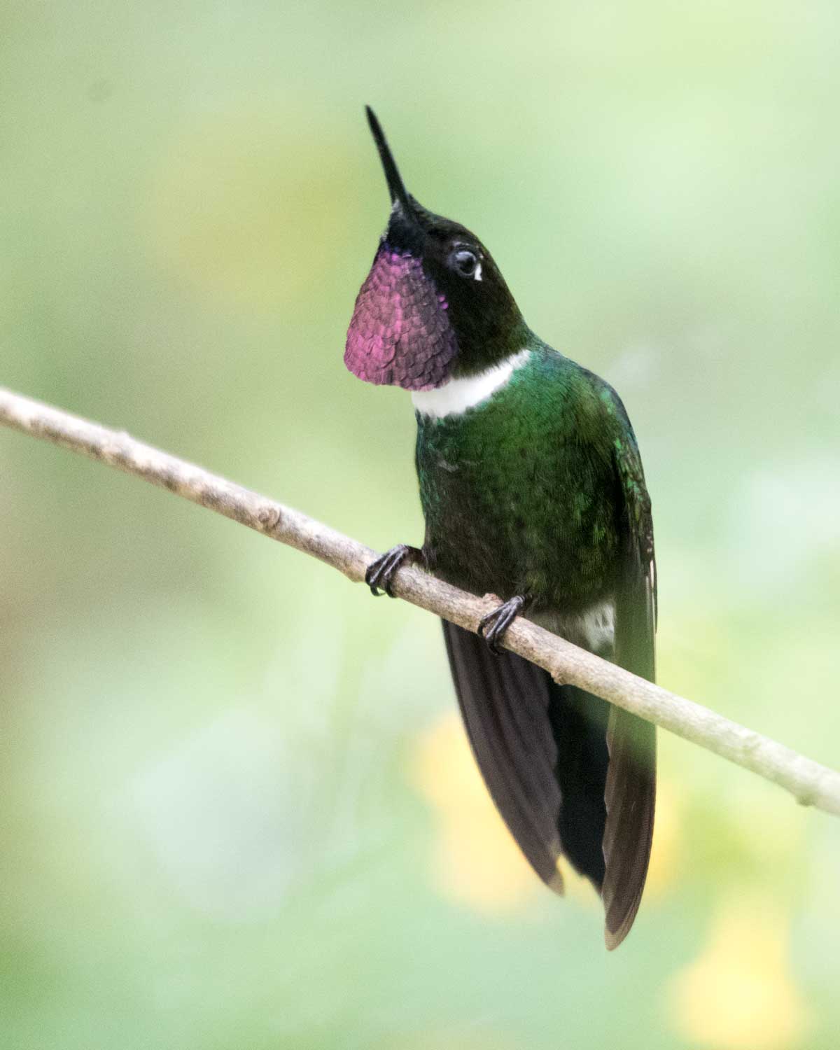 Gorgeted Sunangel, Tapichalaca Reserve, Ecuador | ©Angela Drake