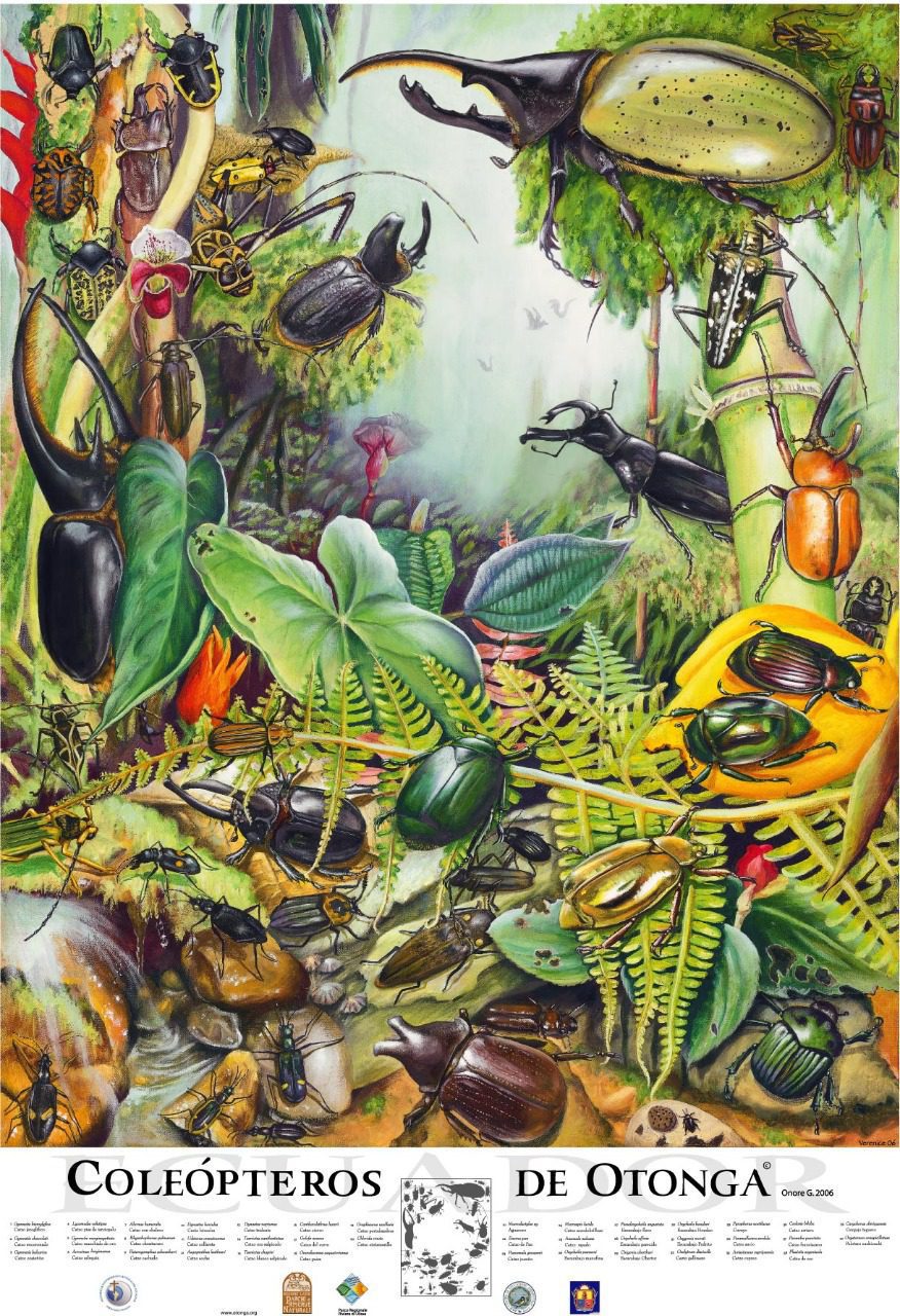 Poster Coleopteros