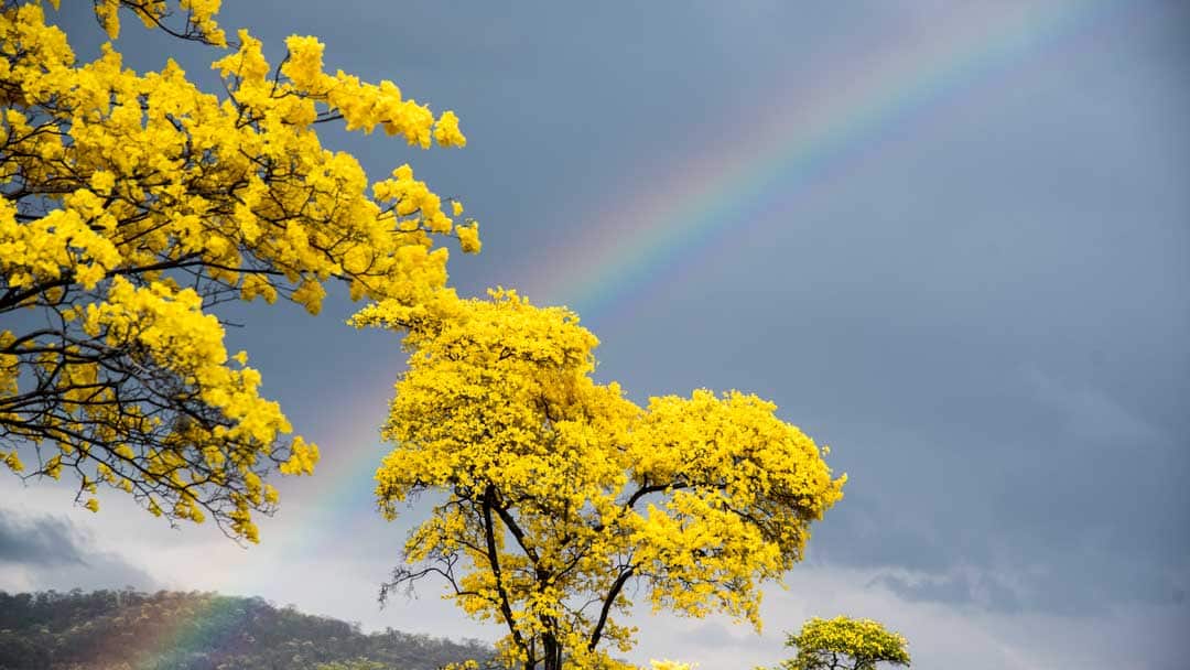 Guayacanes and Rainbow; Mangahurco, Ecuador | ©Angela Drake