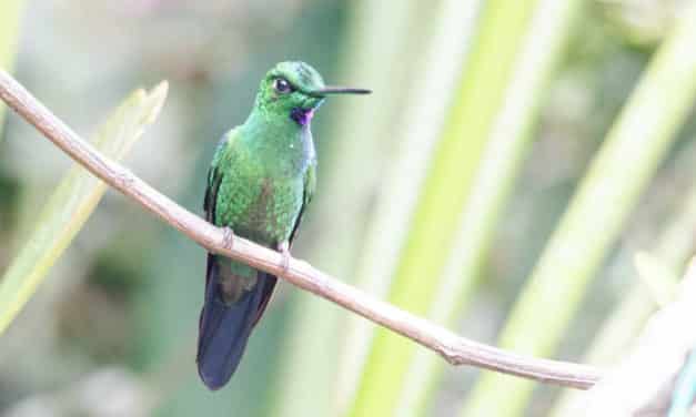Alambi – Un paraíso para los colibríes