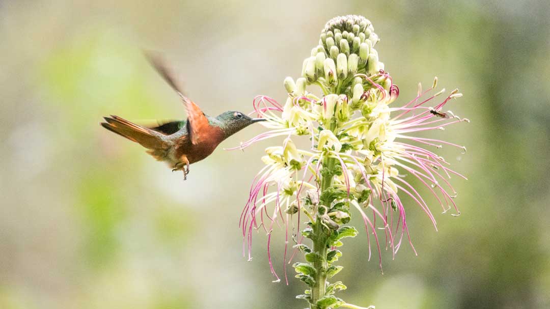 Chestnut-breasted Coronet Hummingbird; Guango Lodge, Papallacta, Ecuador | ©Angela Drake