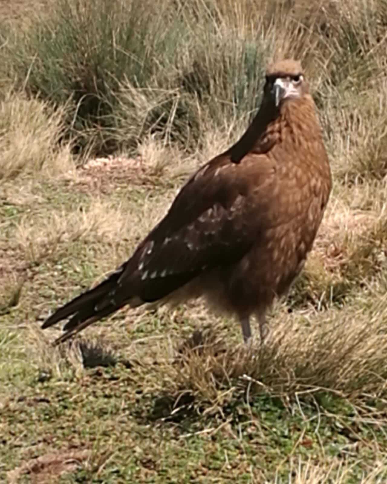 Phalcoboenus carunculatus/Caracara Curiquingue juvenil, Rucu Pichincha, Quito| ©Jacqueline Granda