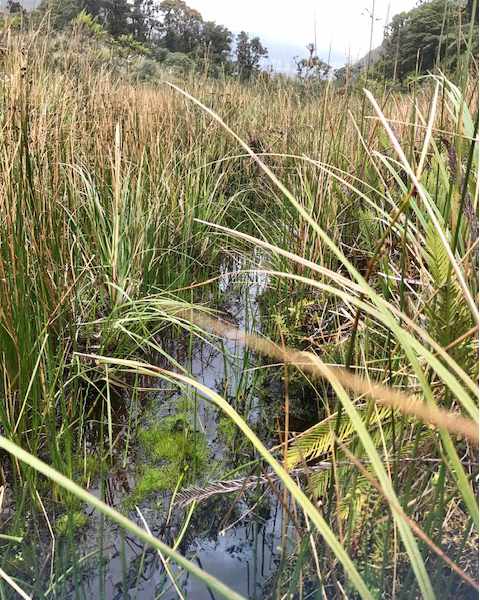 Hiking through the Pantano, Imbabura, Ecuador | ©Becky Wandell