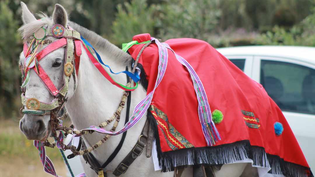 Horse Dressed for the San Juan Procession | ©Felipe Escola