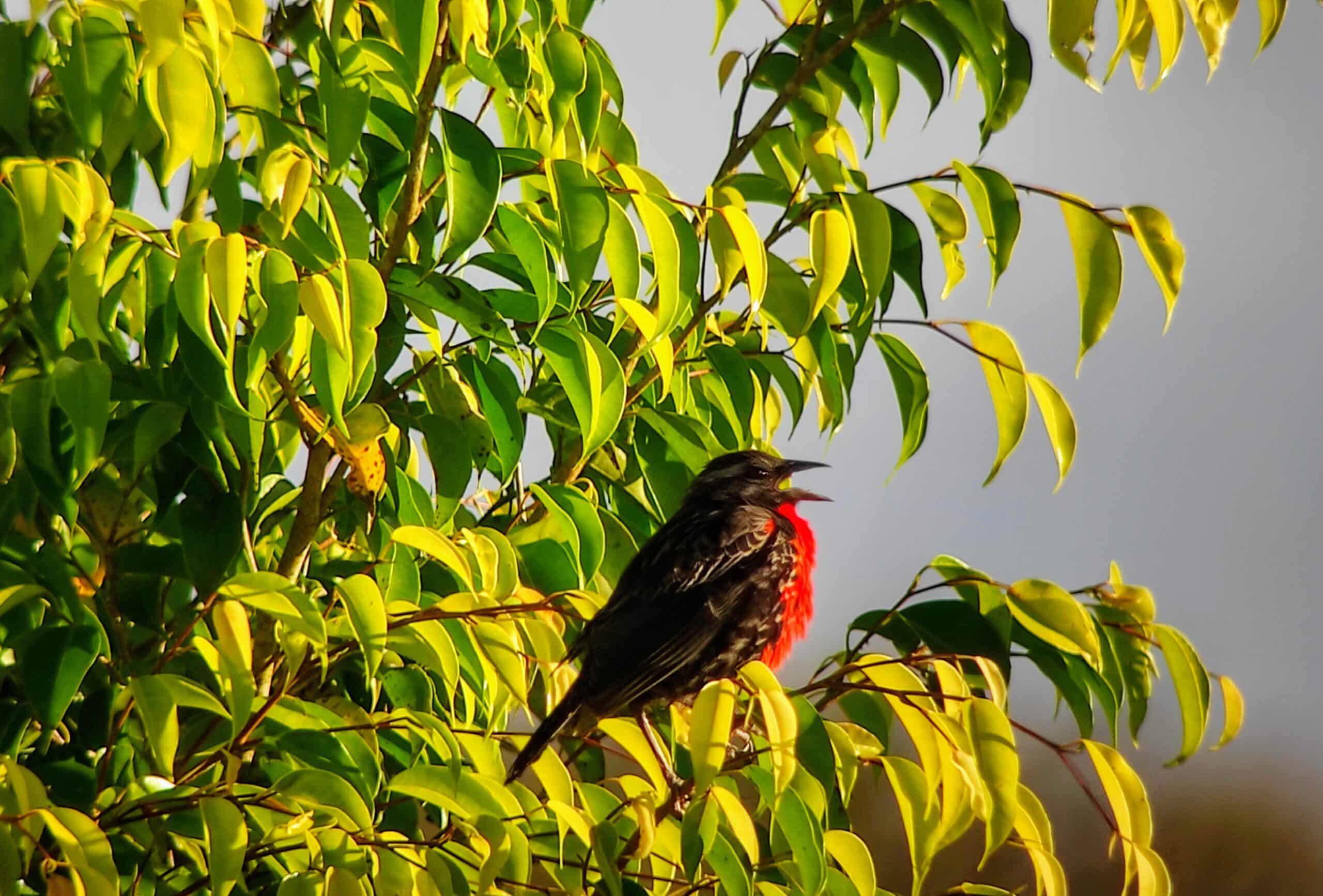 Red-breasted Meadowlark, Napo Province ©Jacqueline Granda