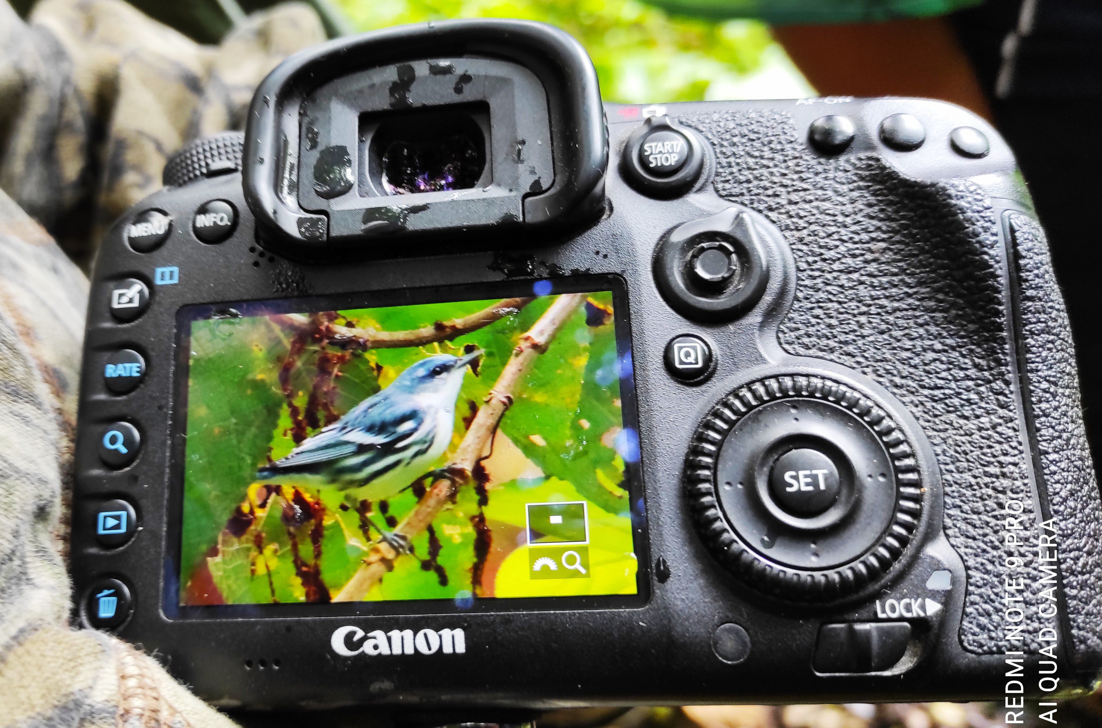 Cerulean Warbler, Setophaga cerulea| ©Jacqueline Granda