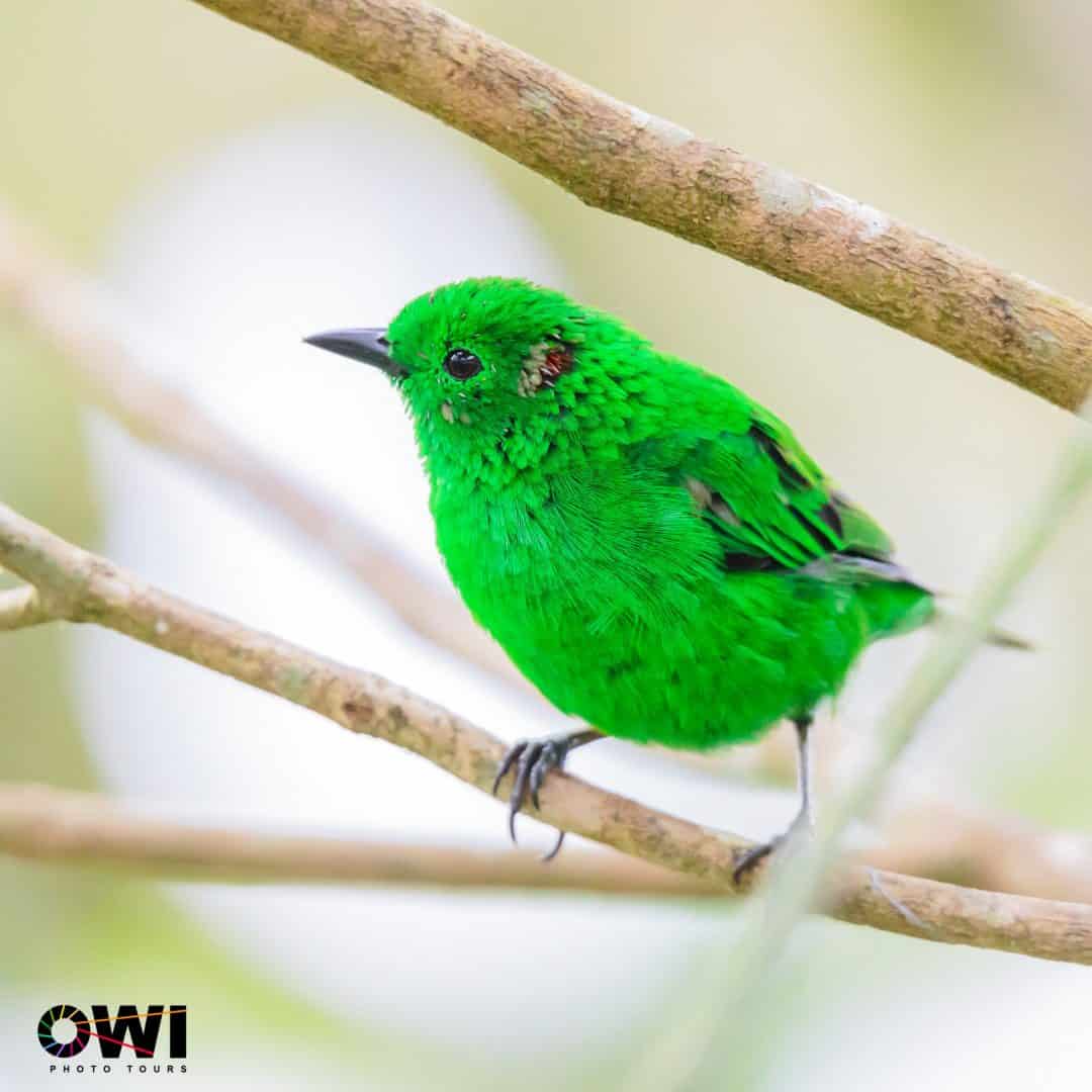 Glistening-green Tanager| ©Oswaldo Ponce