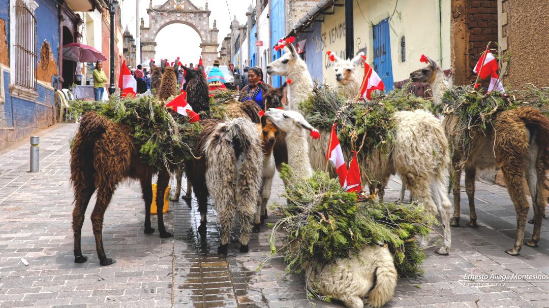 Llamas adorned in Peruvian flags bring firewood to the celebration