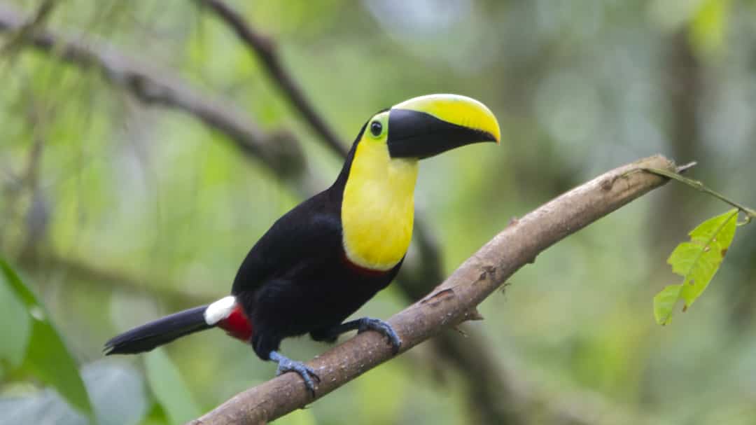 A Choco  Toucan, a large black and yellow bird with large beak