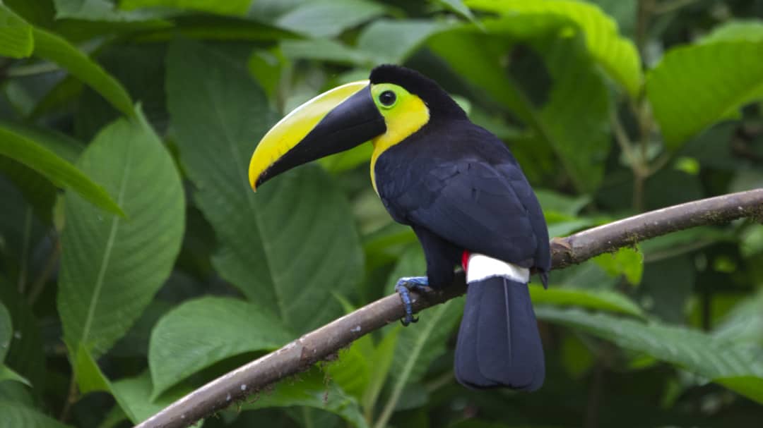 Choco Andino Toucan, black bird with yellow face, white upper tail, and beak that is yellow on top with black lower beak.