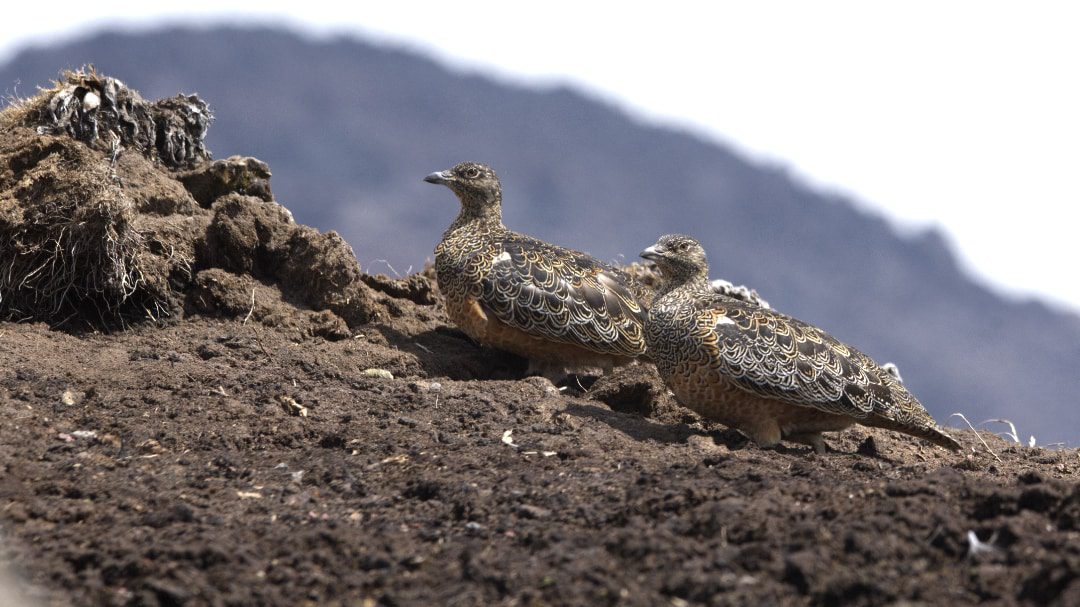 Two Rufuous-bellied Seedsnipes, a ground