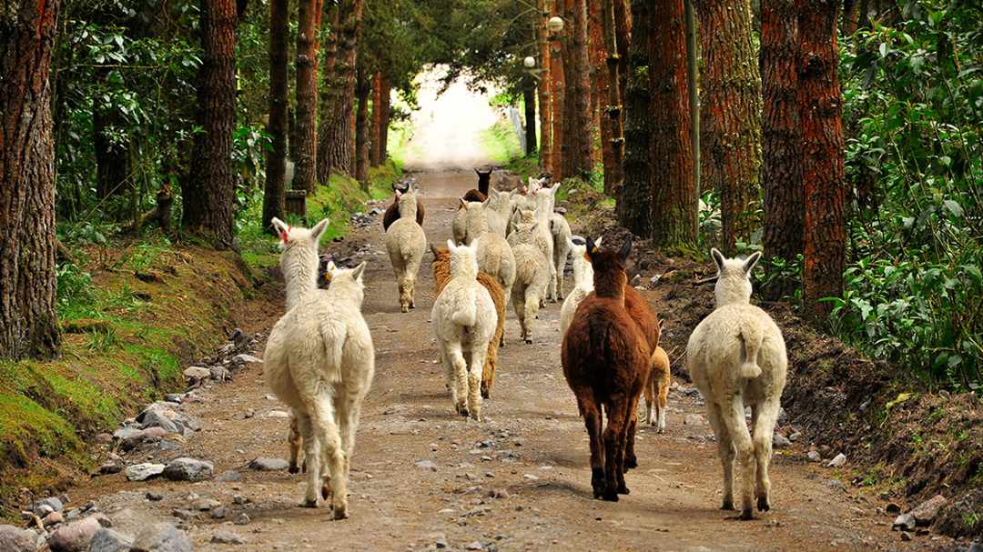 A herd of alpacas walk on a dirt road through a forest with clearing at end of the trail
