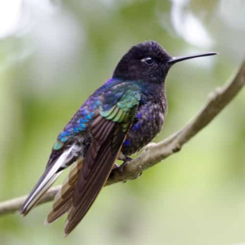 A Velvet-purple Coronet hummingbird; Refugio Paz de las Aves, Nanegalito, Ecuador | Ā©Angela Drake A bold hummingbird with deep black head, purple chest, irridescent blue and green back