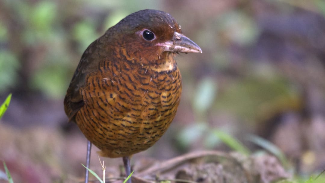 A Giant Antpitta with its long legs, stocky rufous colored body, and wide beak poses for the camera