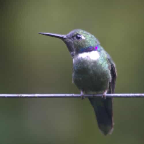 A diminutive Wedge-billed Hummingbird with green body and head, white chest, and small blue ring tinged with pink at its neck perches on a wire