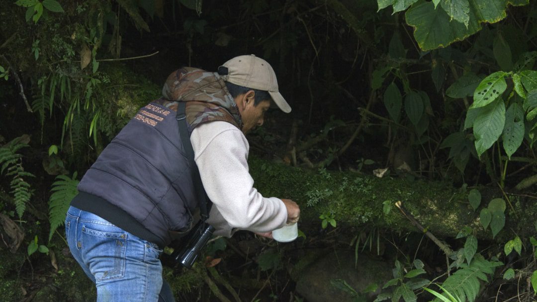 Rodrigo Paz places worms on a log; Refugio Paz de las Aves, Nanegalito, Ecuador | Ā©Angela Drake A man places worms on a log in a dark corner of the forest