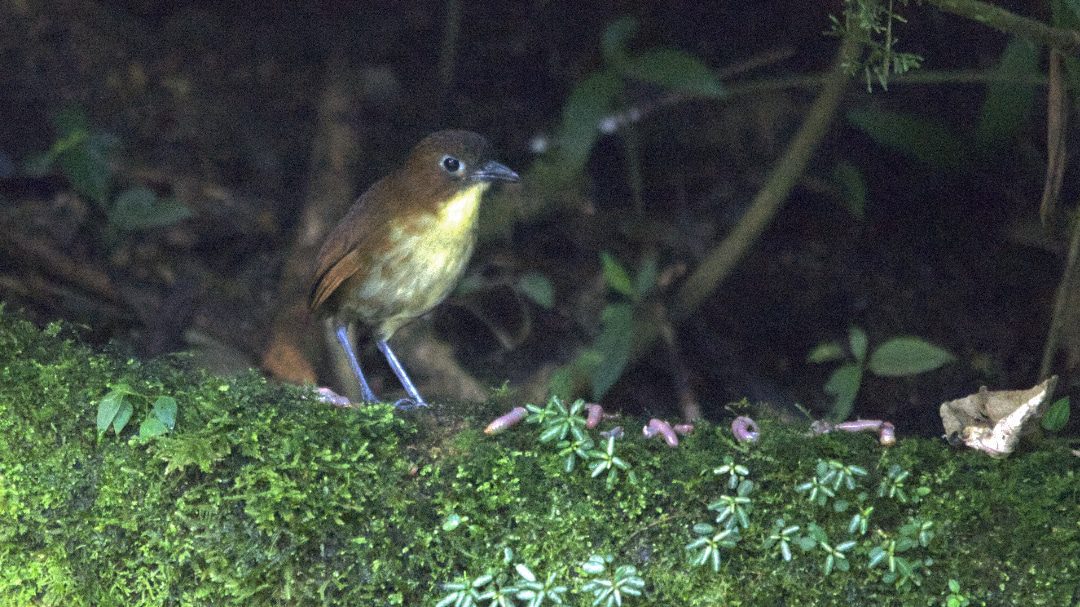 A Yellow-breasted Antpitta, a bird with long legs, yellow breast, and rufous body, stands on a mossy log looking at juicy worms