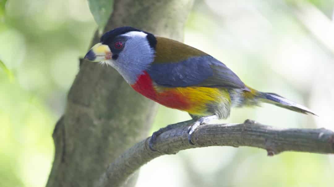A Toucan Barbet, with a black face, gray neck, red chest, yellow underbelly, brown back and dark blue-grey wings, perches on a tree branch