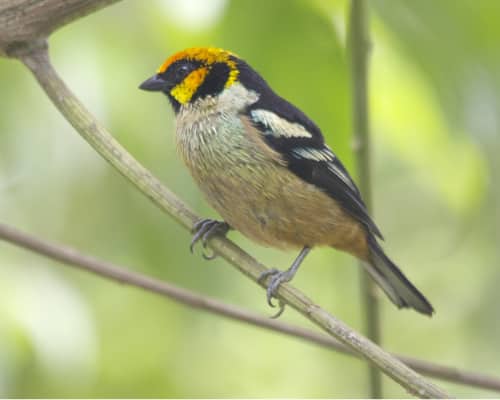 A Flame-faced Tanager perches on a branch