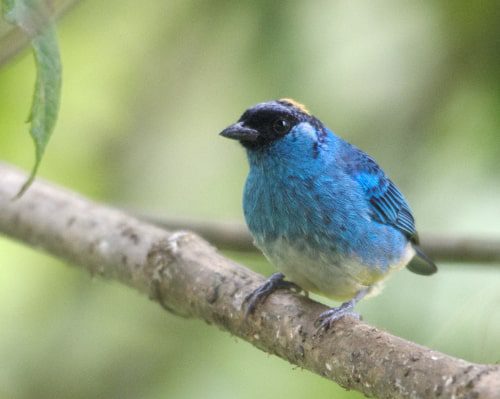 A Golden-naped Tanager with a bright blue body, black wings and face mask sports a bright yellow spot at the crown of its head