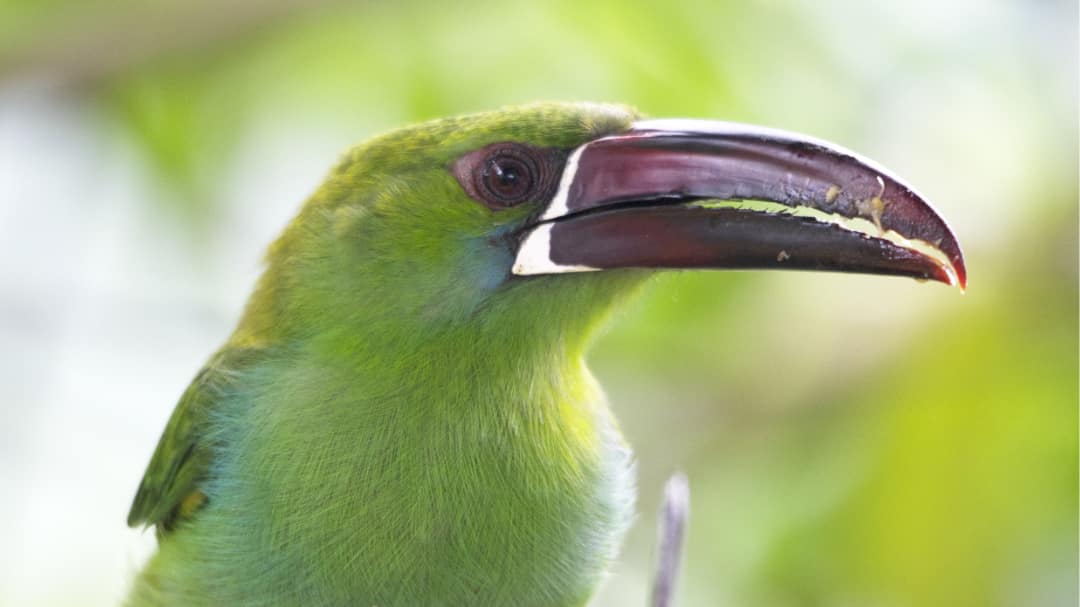 A close-up of a Crimson-rumped Toucanet, his lime green chest and head contrast with his deep red beak