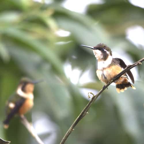 Purple-throated Woodstar female; Refugio Paz de las Aves, Nanegalito, Ecuador | Ā©Angela Drake A female Purple-throated Woodstar with her buff colored belly and dark green head and back perches on a branch