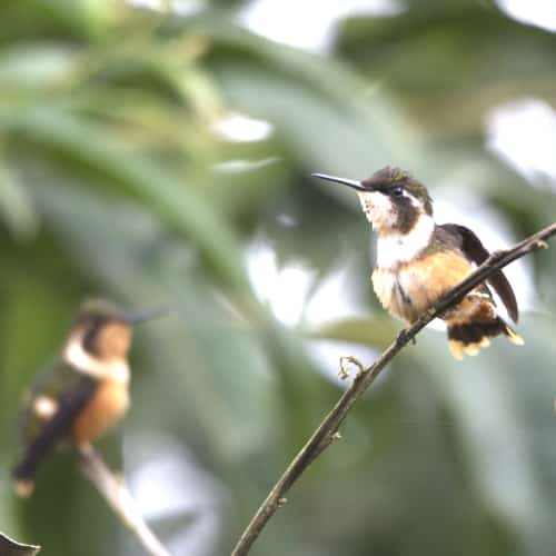 A female Purple-throated Woodstar with her buff colored belly and dark green head and back perches on a branch