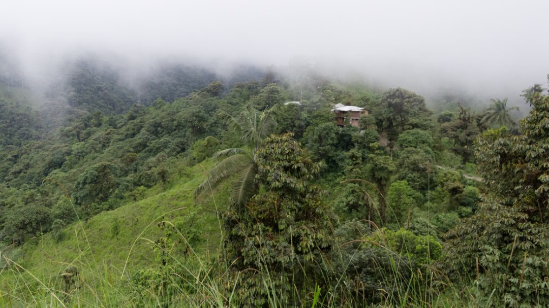 A small lodge is nestled into the cloud forest with a small pasture of green grass