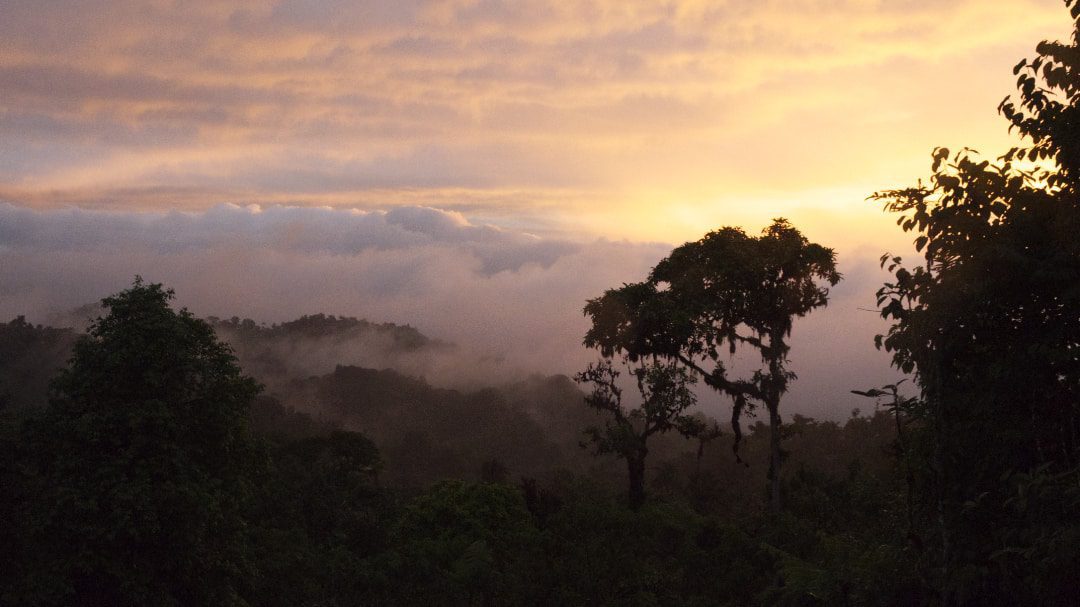 A colorful evening sky, clouds faintly pink high overhead, delicate yellow sunlight fading into deeper purple clouds on the horizion. A few trees stand in profile.