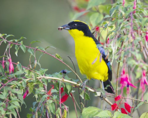 A Blue-winged Mountain Tanagere with yellow breast and black face-mask eats a bug