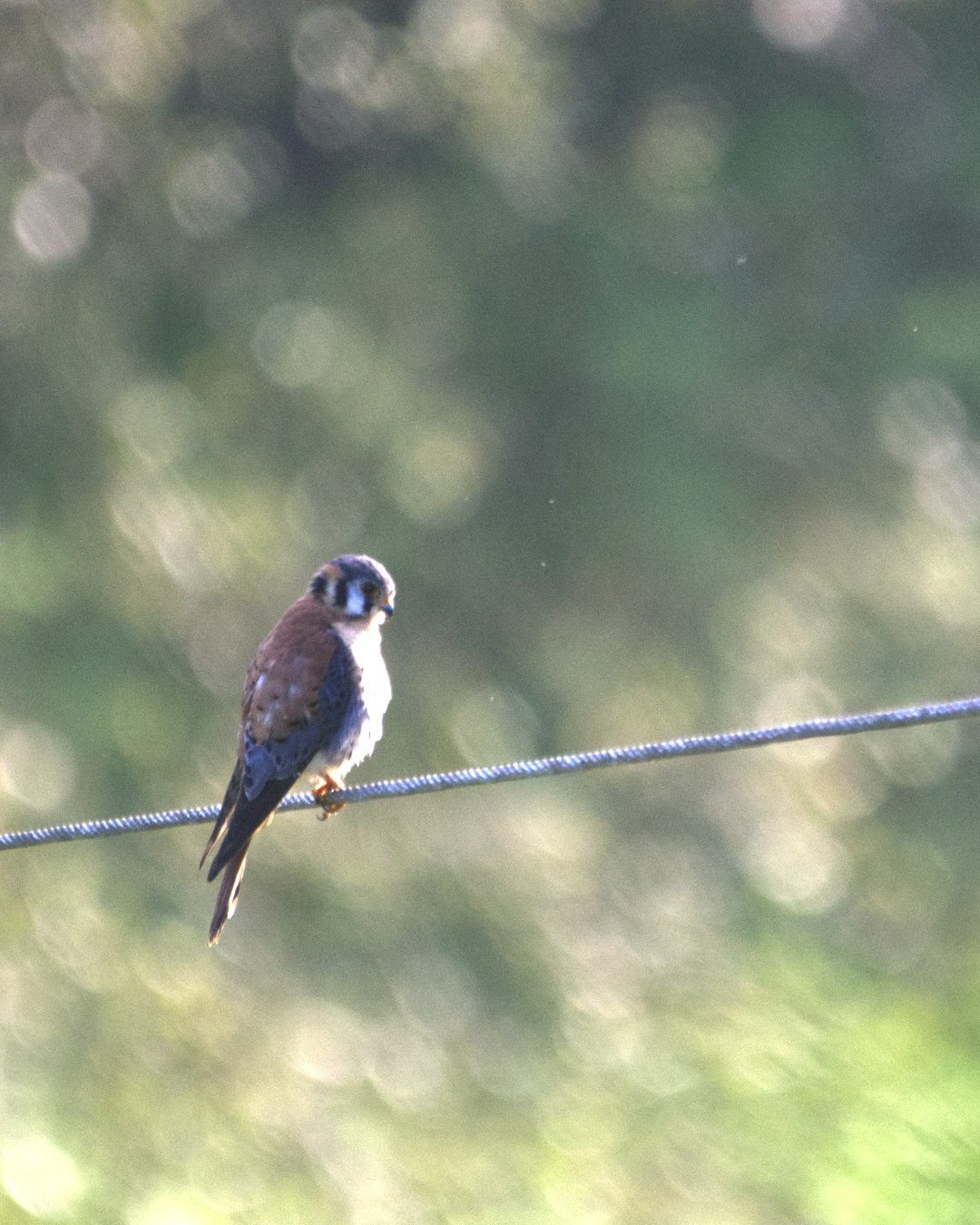 An American Kestrel, a small member of the falcon family, perches on a wire