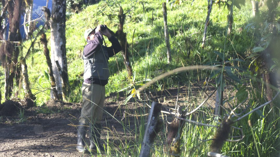 A man looks through binoculars up into the trees