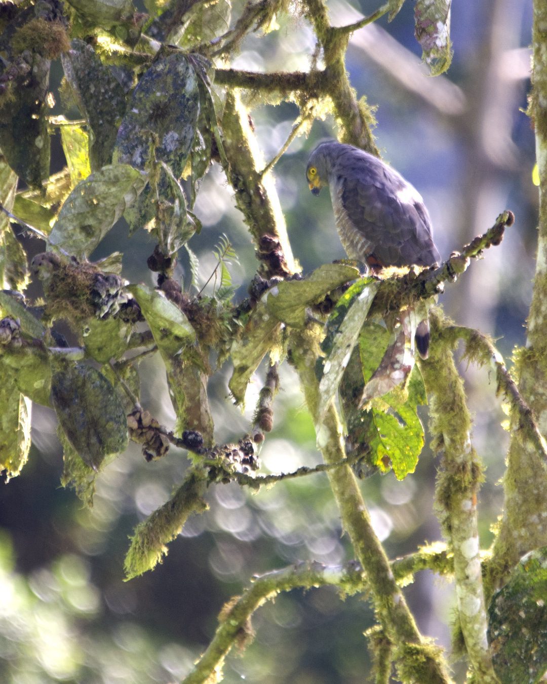 A Hook-billed Kite perches in a tree at the edge of the forest; Refugio Paz de las Aves, Nanegalito, Ecuador | Ā©Angela Drake A Hook-billed Kite perches in a tree at the edge of the forest; Refugio Paz de las Aves, Nanegalito, Ecuador | Ā©Angela Drake