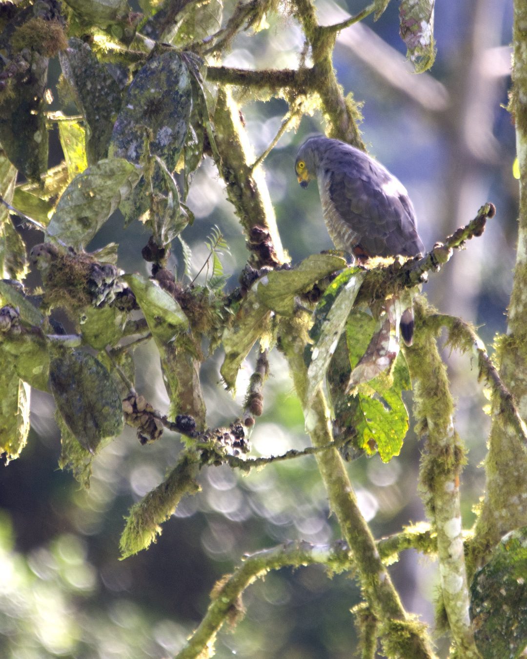 A Hook-billed Kite perches in a tree at the edge of the forest; Refugio Paz de las Aves, Nanegalito, Ecuador | ©Angela Drake