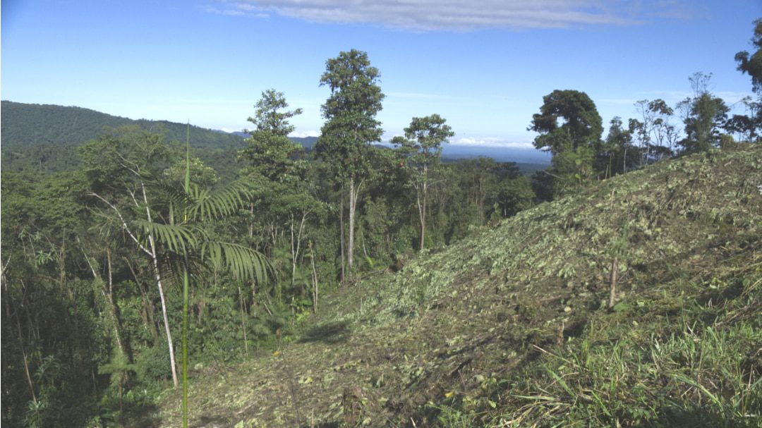 A deforested hill next to a few remaining tall trees